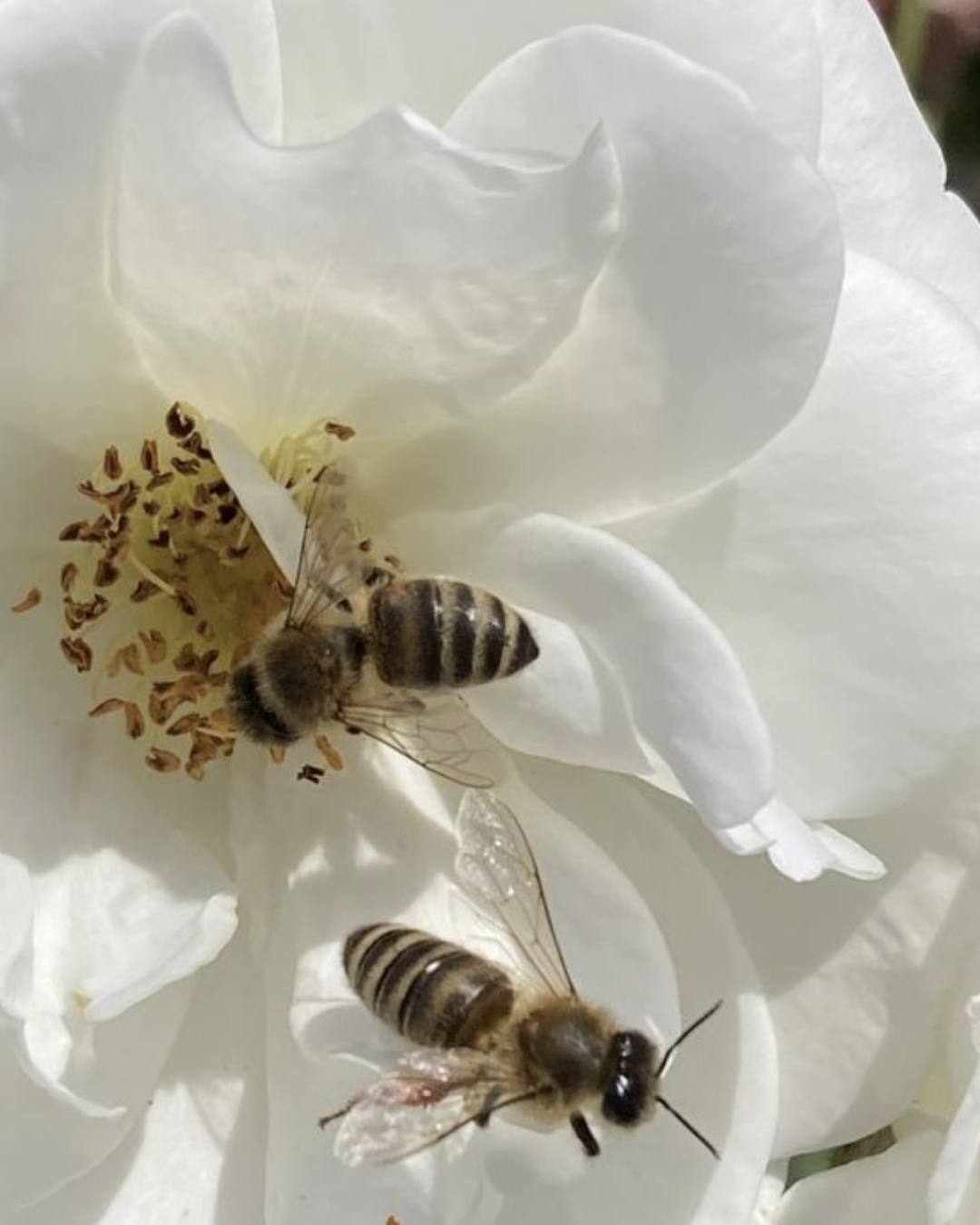 Bites and Stings
